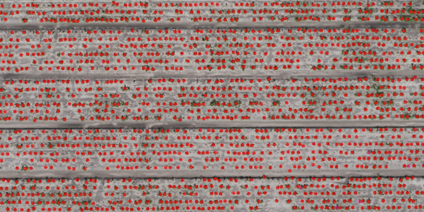 Agremo AI plant count with each plant marked in red on drone imagery