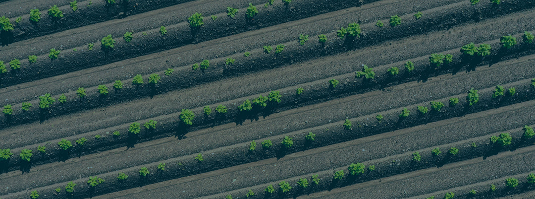 Aerial view of crop rows used for plot analysis in Agremo