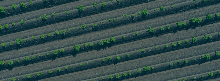 Aerial view of crop rows used for plot analysis in Agremo