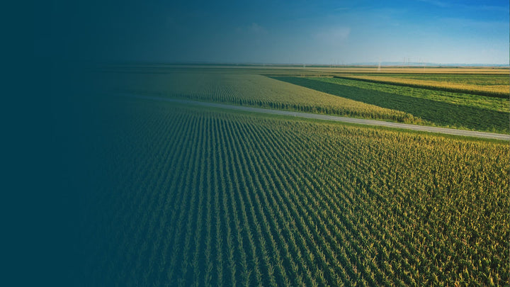 Aerial view of crop rows in a farm field