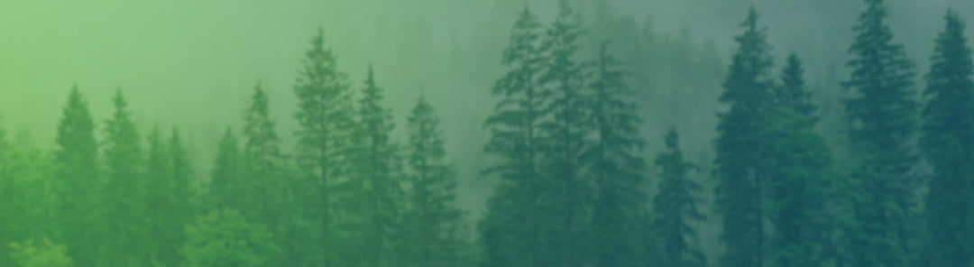 Misty conifer forest, Agremo Forestry tree counting