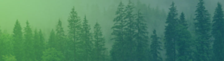 Misty conifer forest, Agremo Forestry tree counting