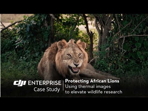 Revolutionizing Animal Conservation: Protecting Lions with DJI Zenmuse H30T in Uganda (official DJI video)