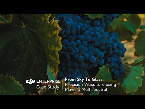 From Sky to Glass | Using Mavic 3 Multispectral To Manage Vineyards (official DJI video)