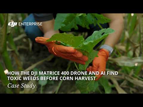 How the DJI Matrice 400 Drone, Zenmuse P1 and AI Find Toxic Weeds Before Corn Harvest: Case Study (official DJI video)