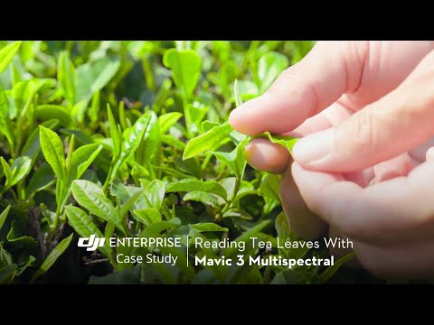 Reading Tea Leaves Using DJI Mavic 3 Multispectral (official DJI video)