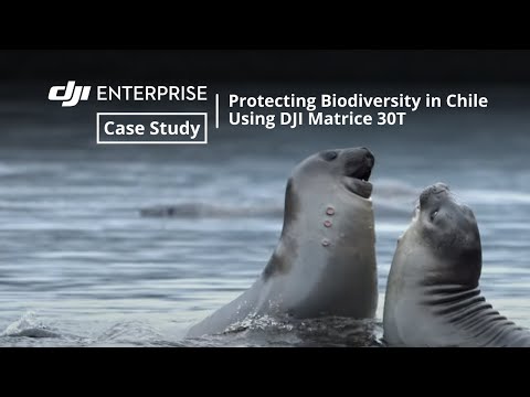 Protecting Biodiversity in Chile Using DJI Matrice 30T (official DJI video)